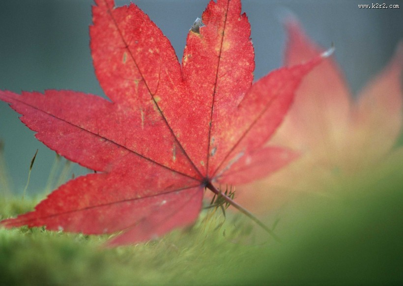 如花的红色枫叶图片大全