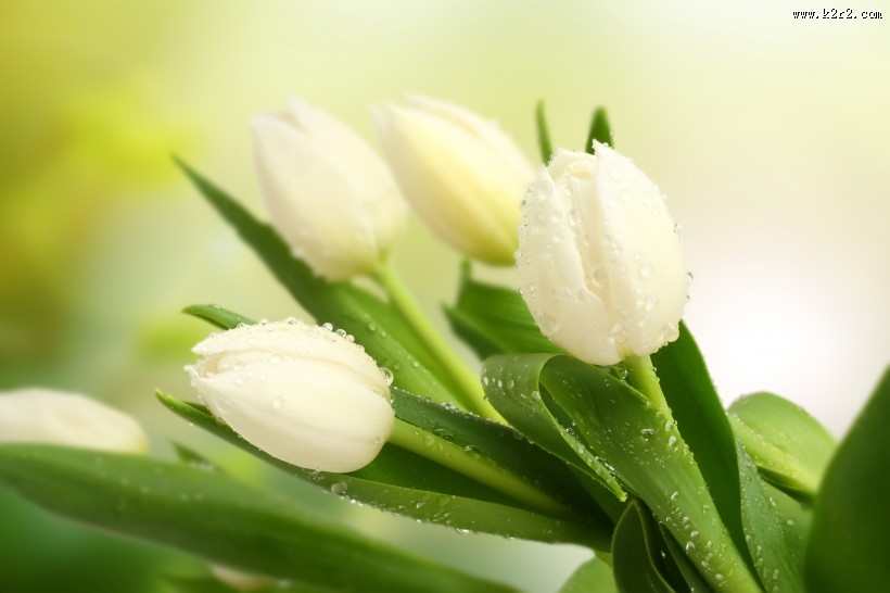 多姿多彩郁金香图片