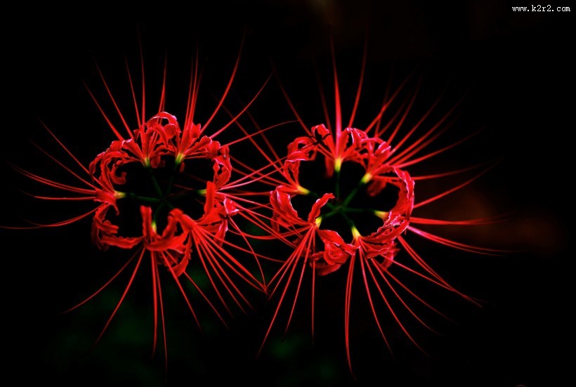 红色唯美彼岸花图片大全