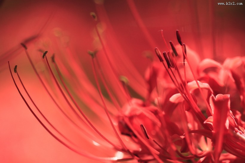 红色唯美彼岸花图片大全