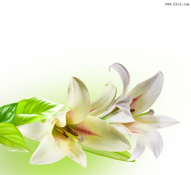五颜六色的百合花图片