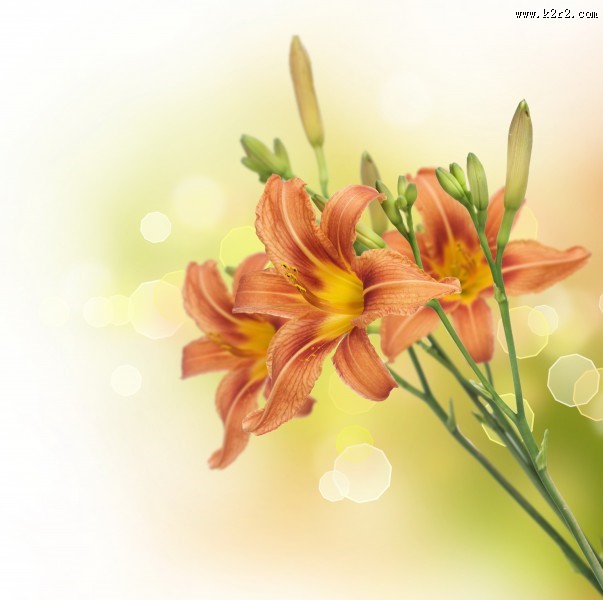 五颜六色的百合花图片