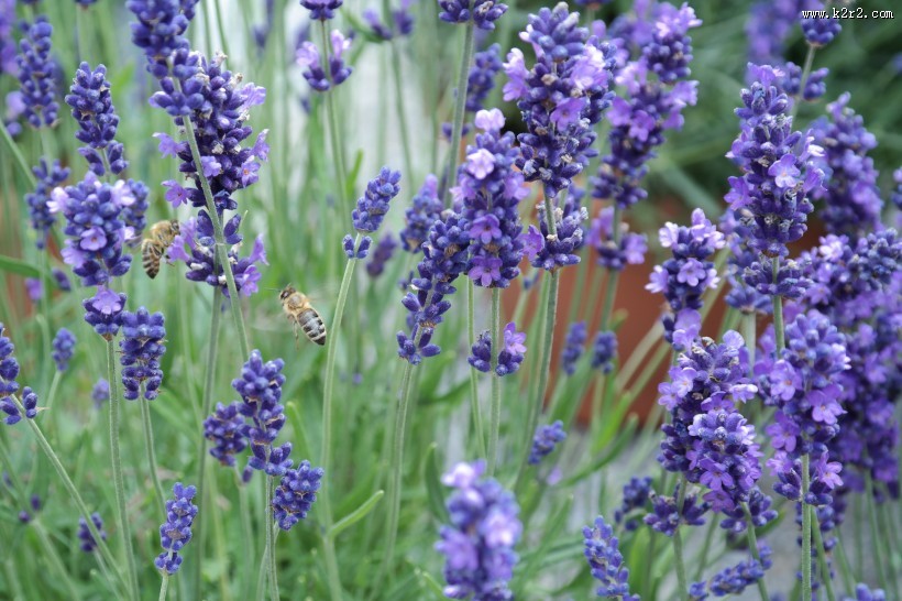 紫色薰衣草图片