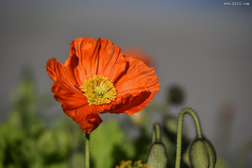 娇艳诱人的罂粟花图片大全