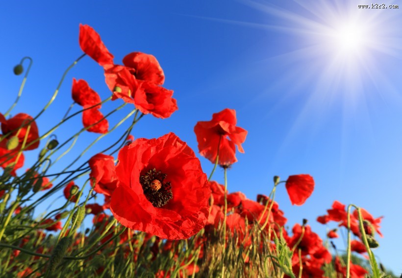 娇艳诱人的罂粟花图片大全
