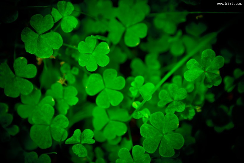 碧绿的四叶草图片