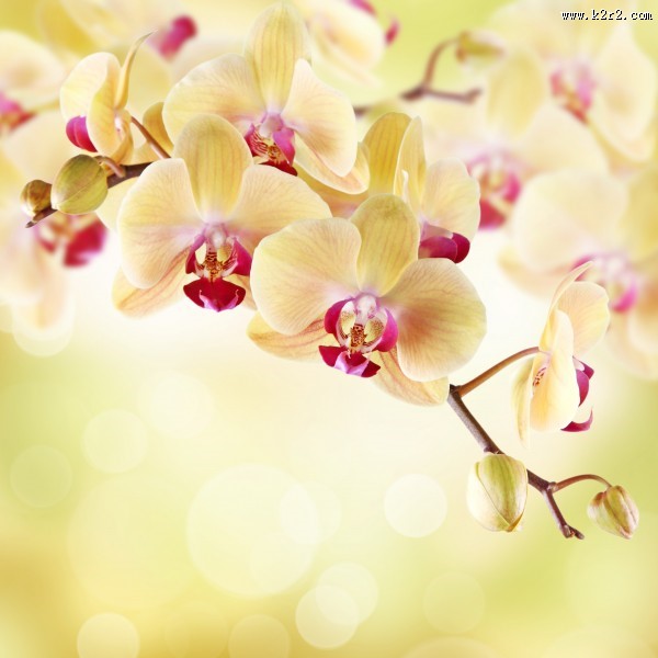 各种颜色的蝴蝶兰图片大全