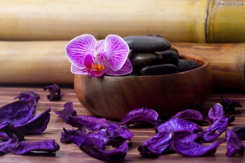 各种颜色的蝴蝶兰图片大全