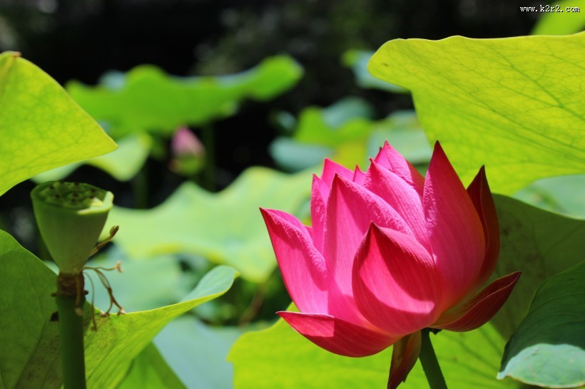 娇艳荷花图片大全