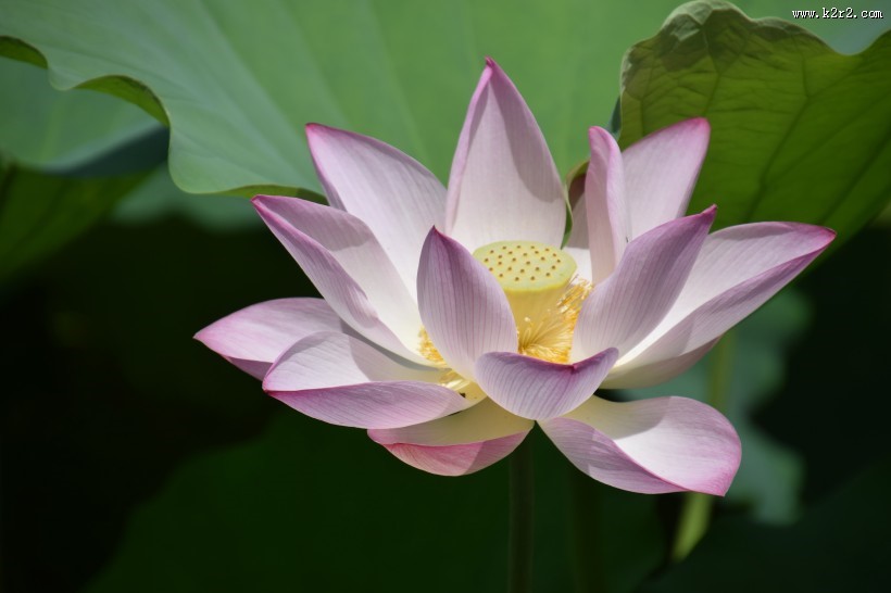 娇艳荷花图片大全