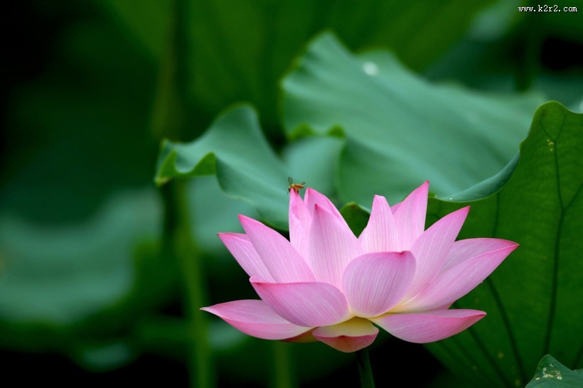 娇艳荷花图片大全