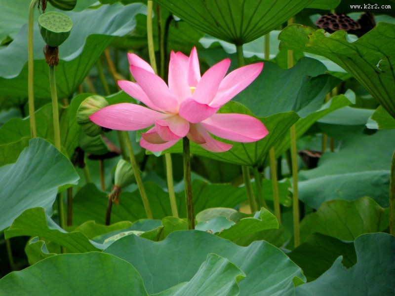 娇艳荷花图片大全