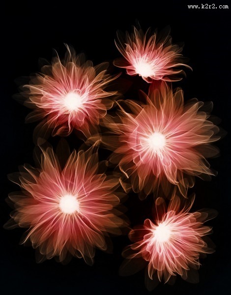 X射线下的植物图片