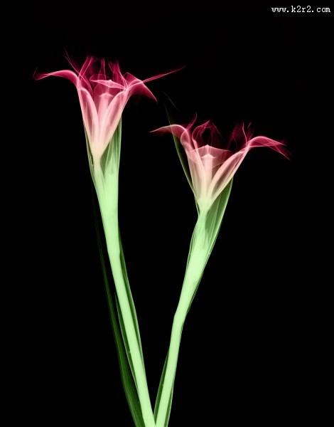 X射线下的植物图片