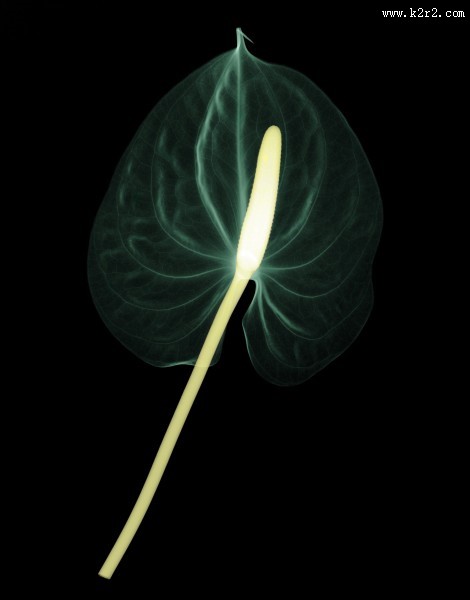 X射线下的植物图片