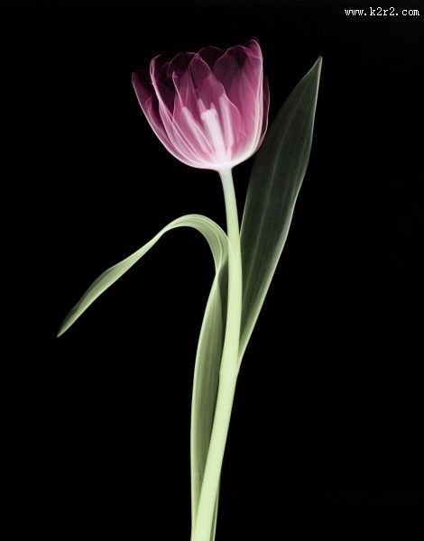 X射线下的植物图片