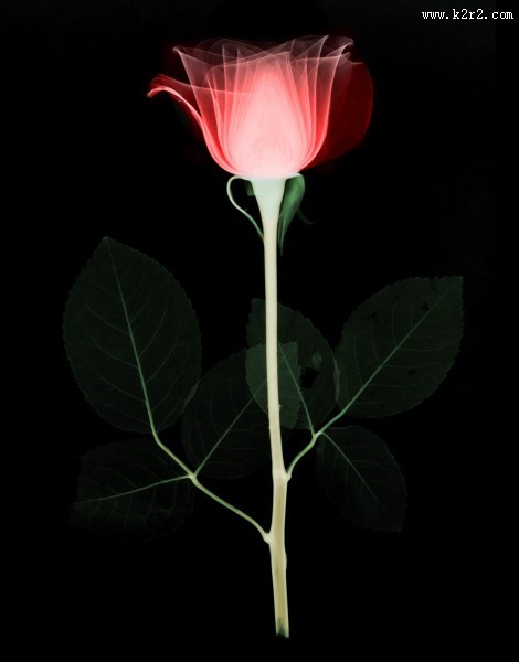 X射线下的植物图片