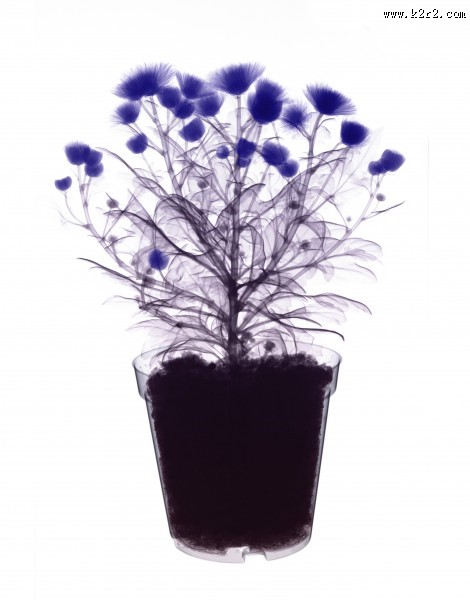 X射线下的植物图片