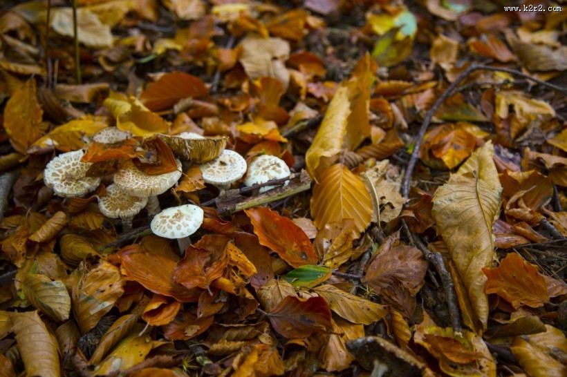 森林中的野生蘑菇图片大全