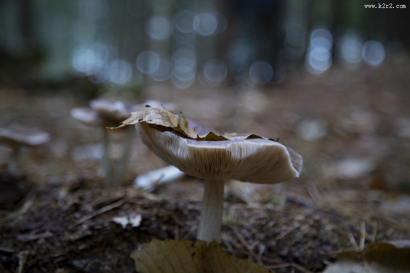 森林中的野生蘑菇图片大全