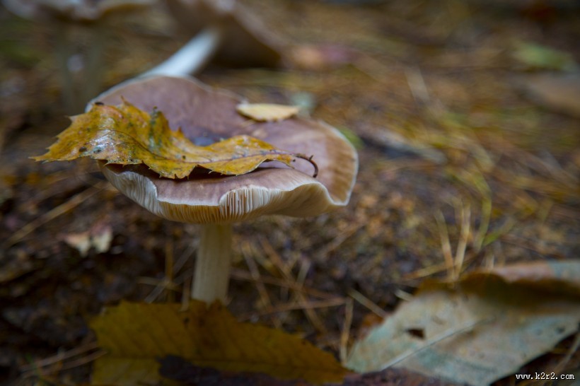 森林中的野生蘑菇图片大全