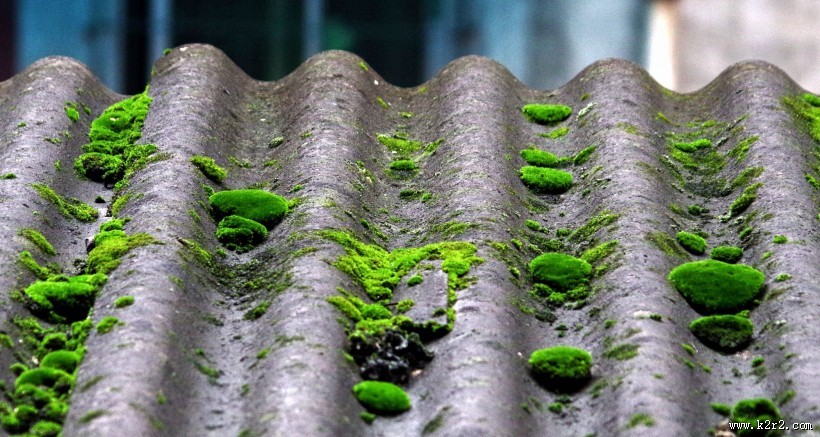 瓦上的苔藓图片