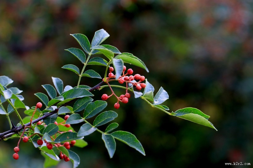 花椒树图片