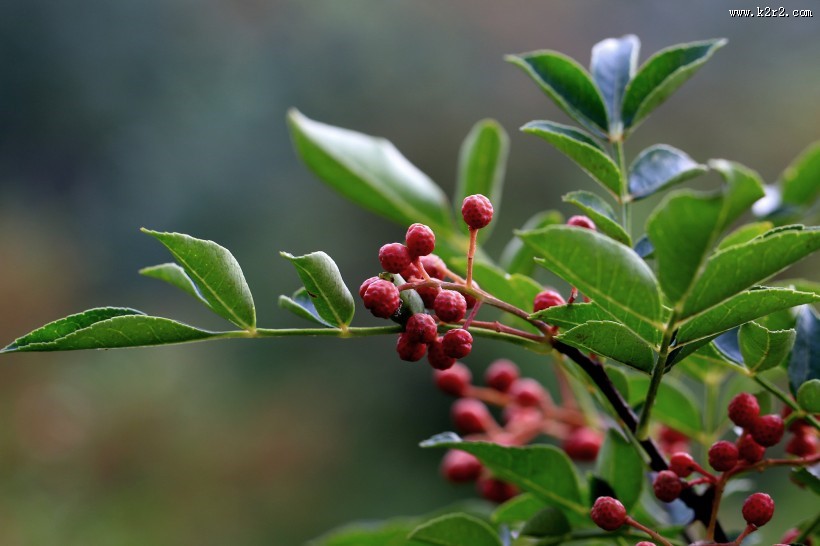 花椒树图片