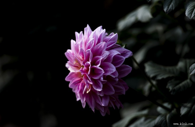 粉色大丽菊图片