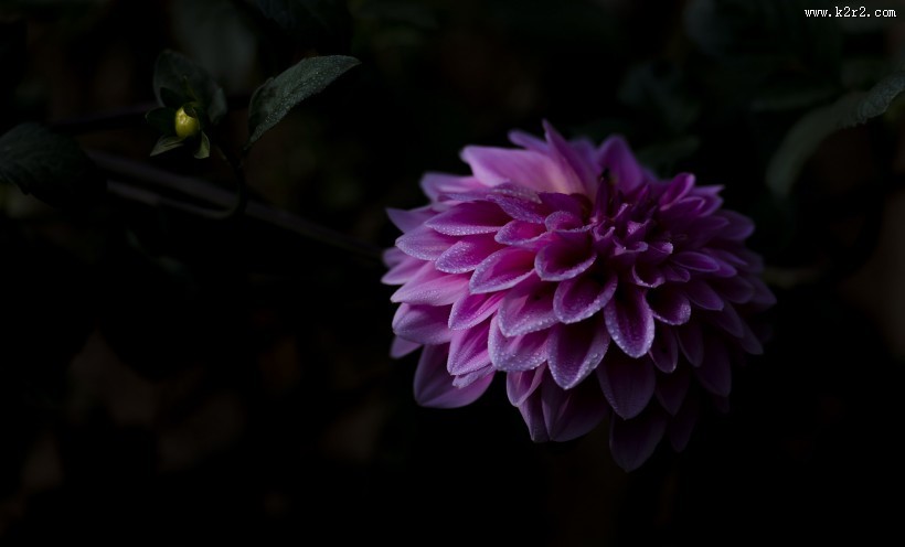 粉色大丽菊图片