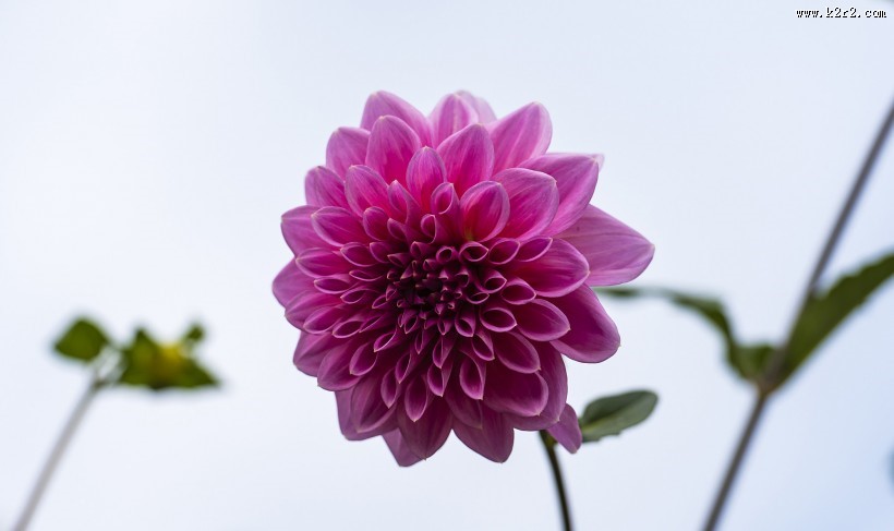 粉色大丽菊图片