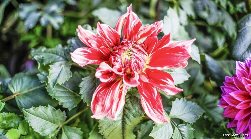 各种颜色的大丽花图片