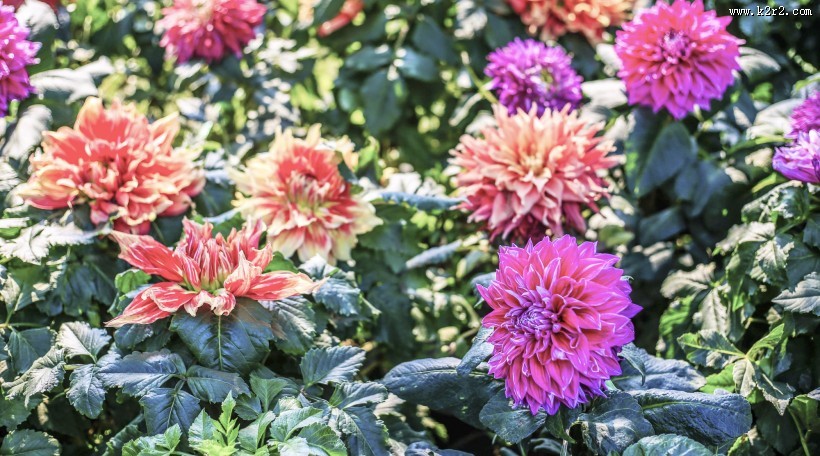 各种颜色的大丽花图片