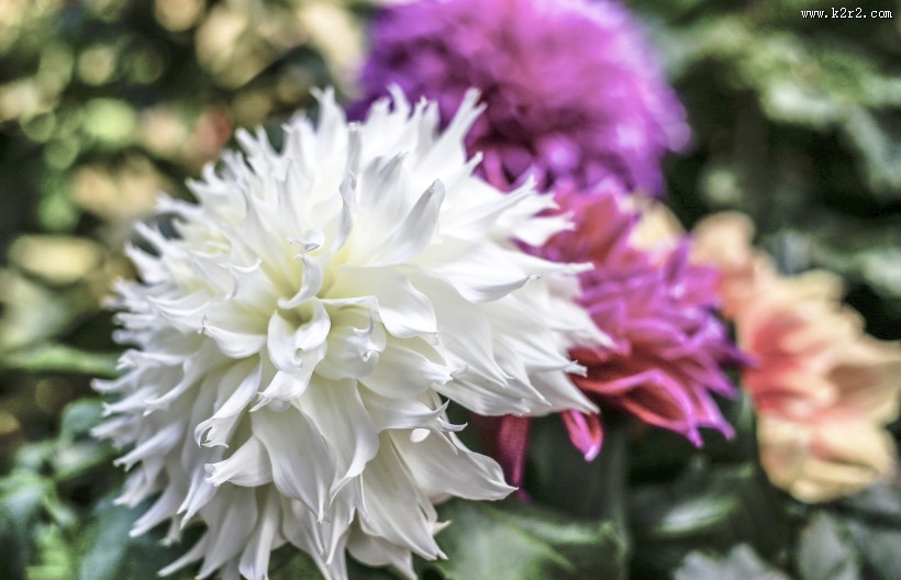 各种颜色的大丽花图片