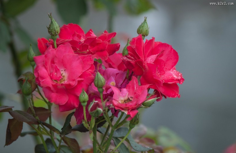 雨中月季花图片