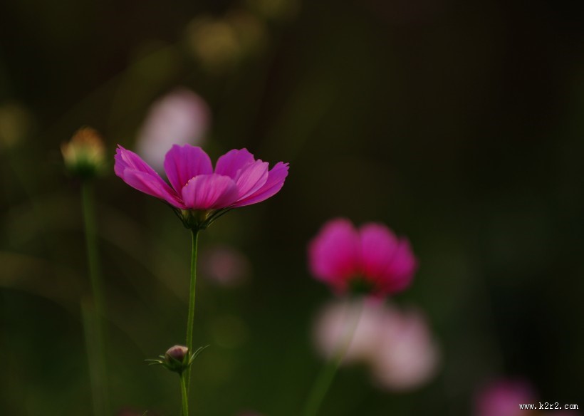 清纯淡雅格桑花图片