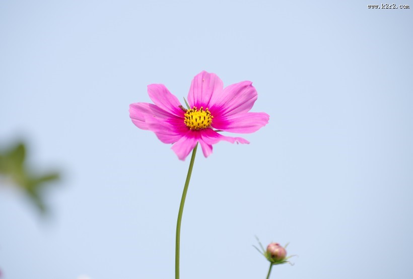 清纯淡雅格桑花图片