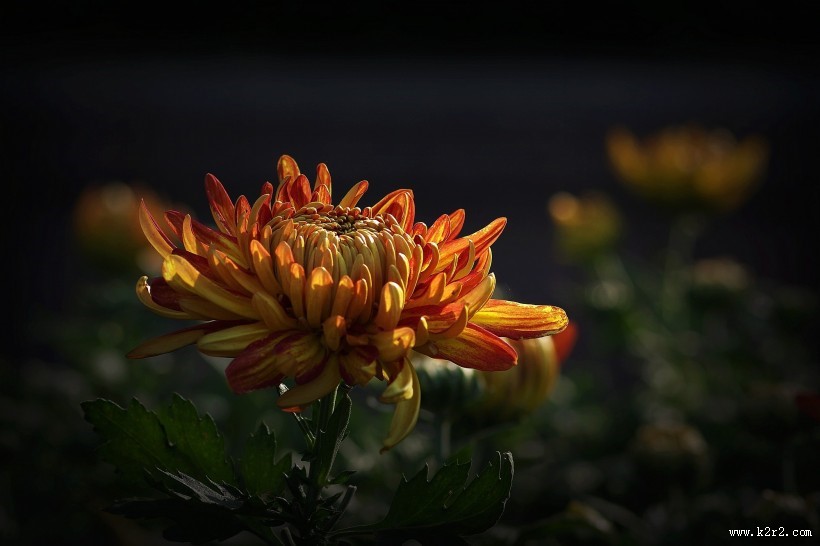 娇艳的菊花图片大全