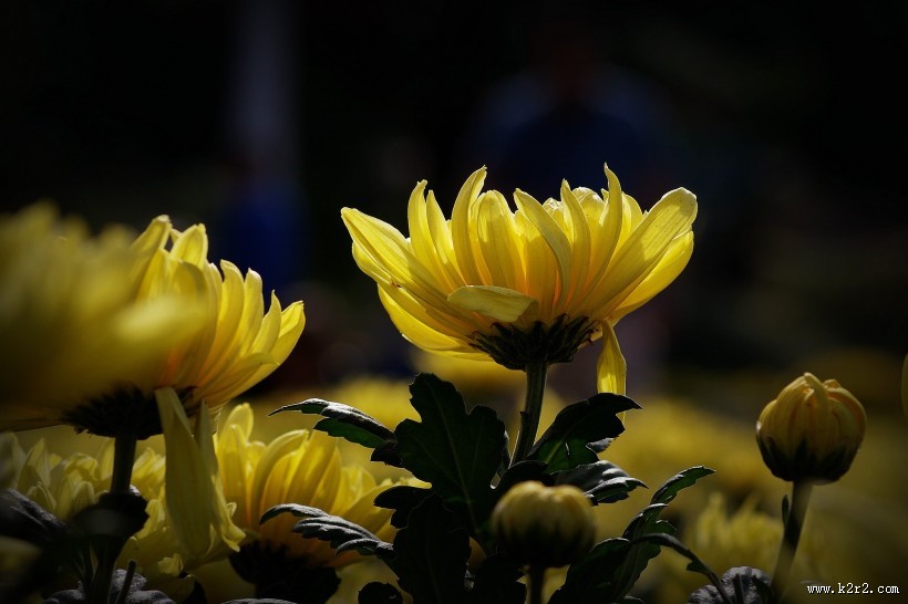 娇艳的菊花图片大全