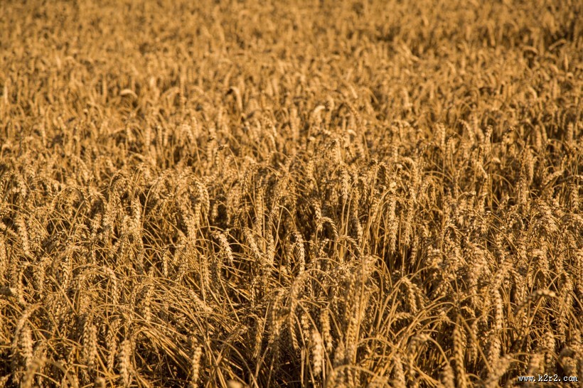 金黄成熟的麦子图片