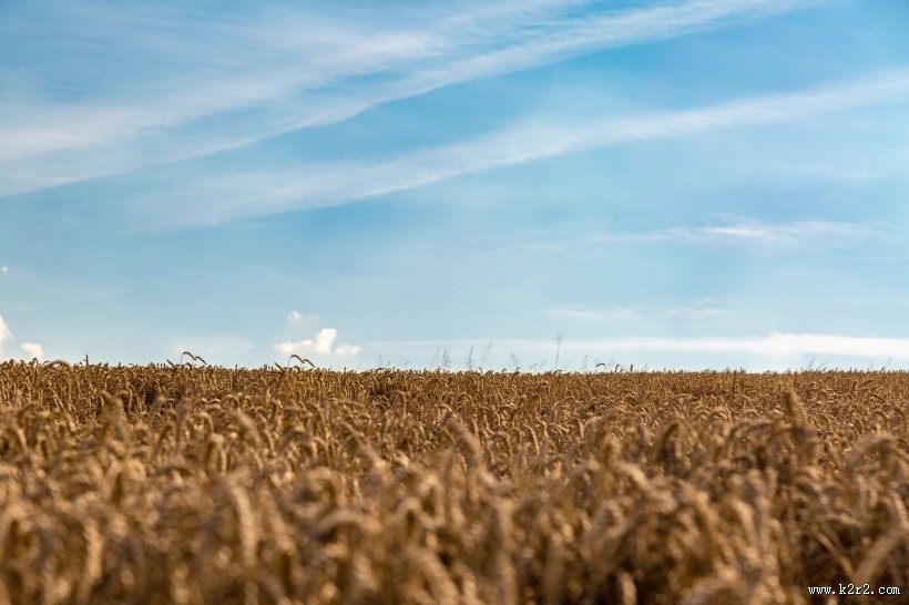 金黄成熟的麦子图片