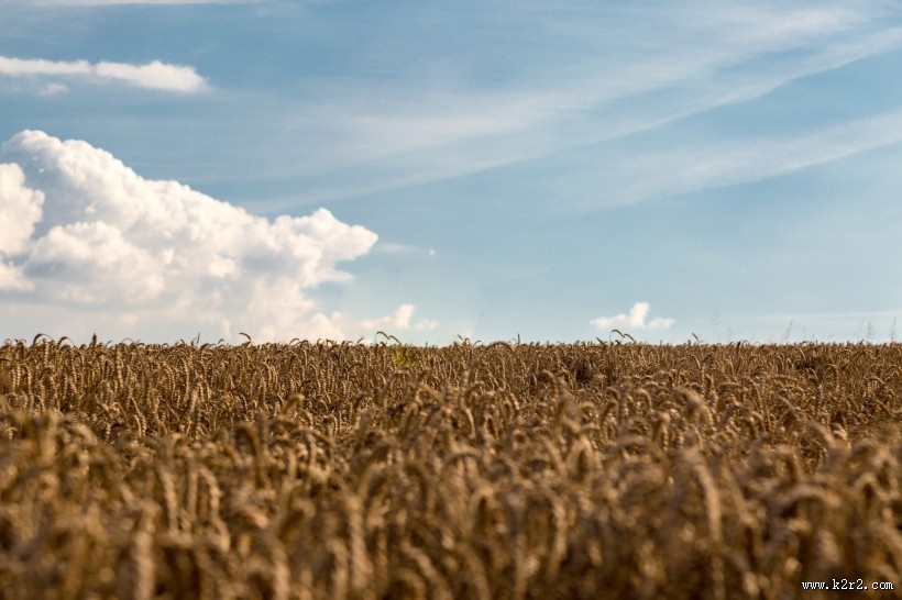 金黄成熟的麦子图片