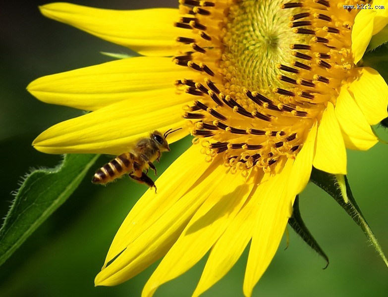 金黄色的向日葵图片大全