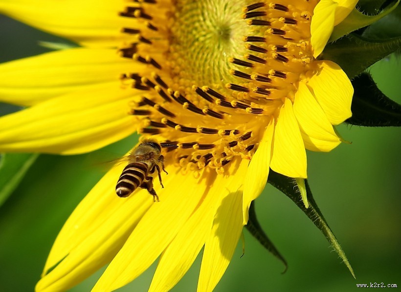 金黄色的向日葵图片大全