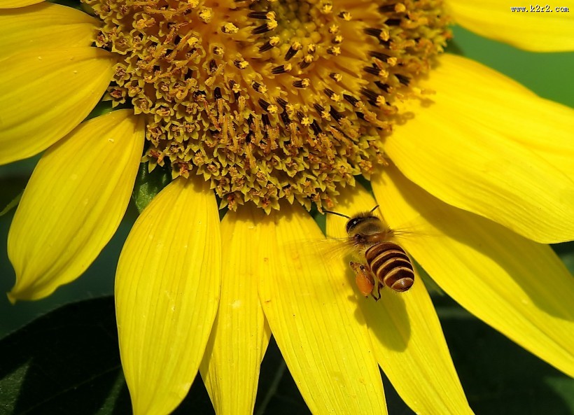 金黄色的向日葵图片大全