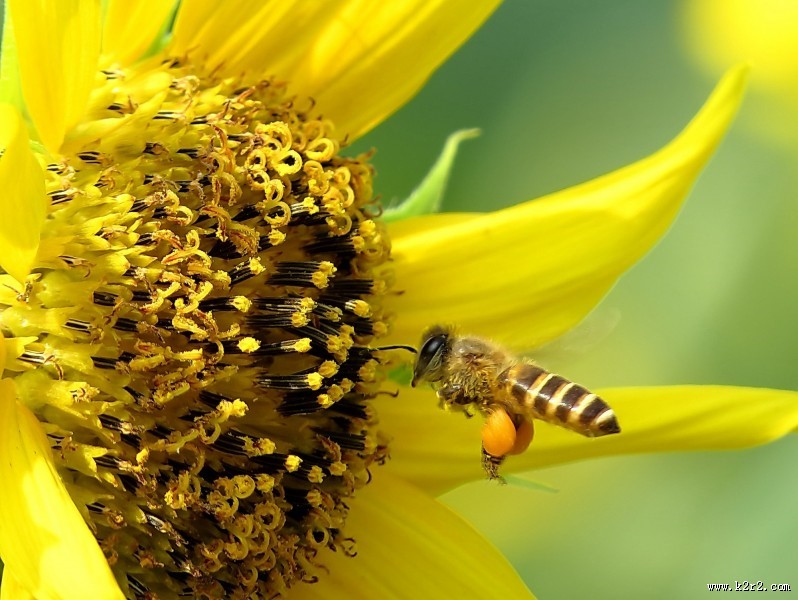 金黄色的向日葵图片大全