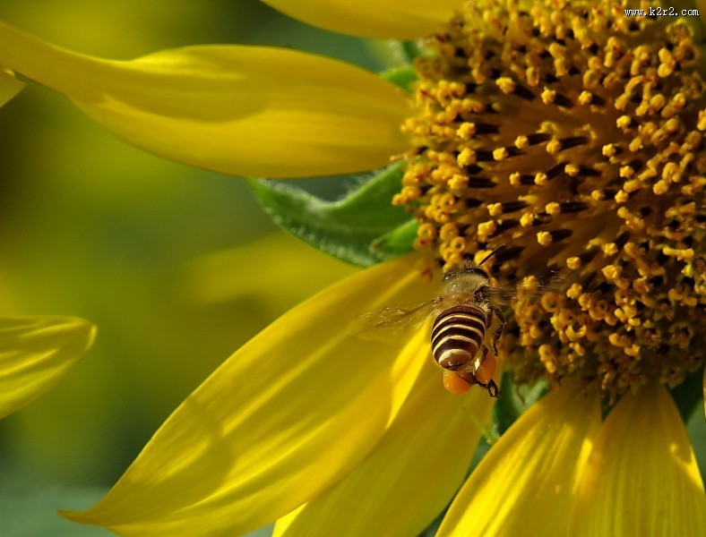 金黄色的向日葵图片大全