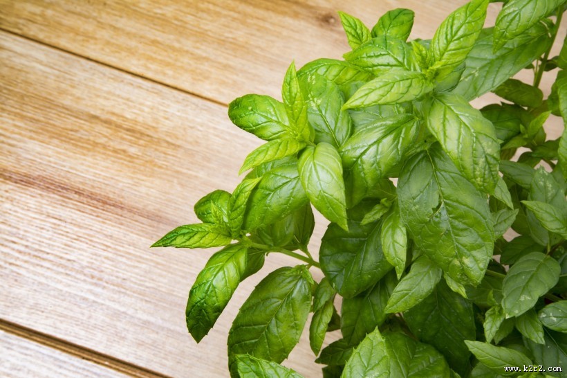 绿色的薄荷图片