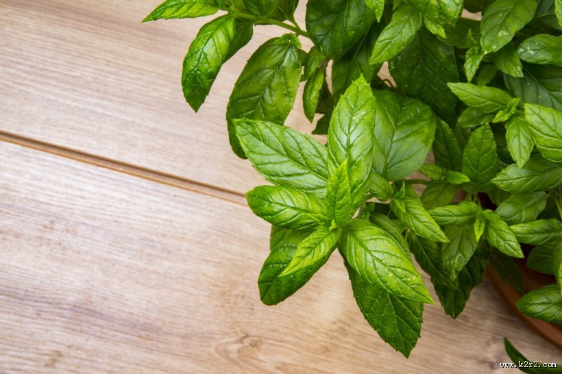 绿色的薄荷图片