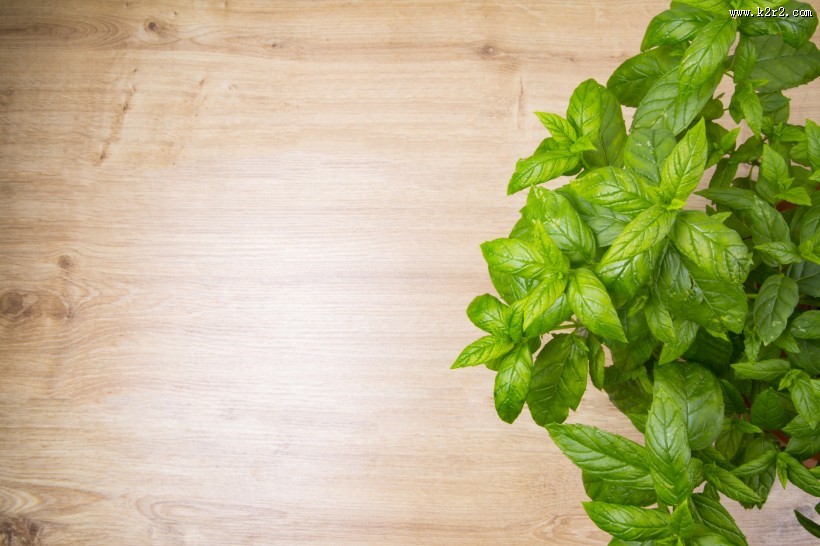 绿色的薄荷图片